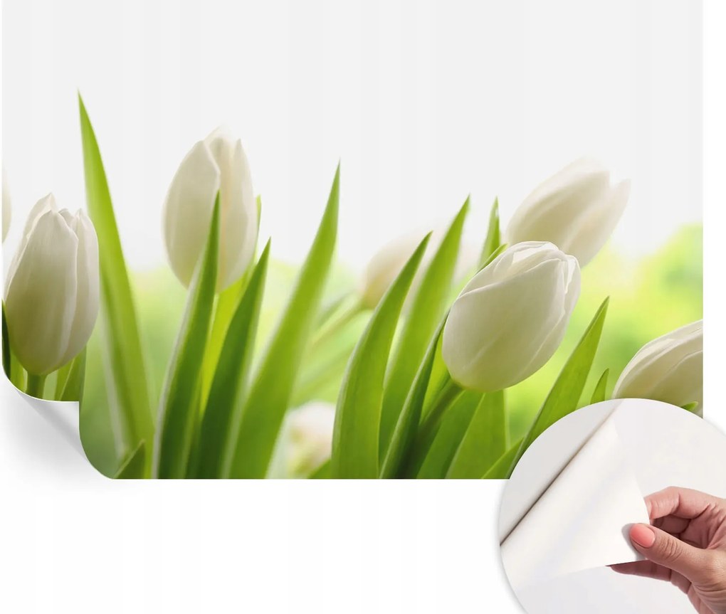 Modern öntapadós fali fotótapéta Fehér tulipánok 152x104 cm