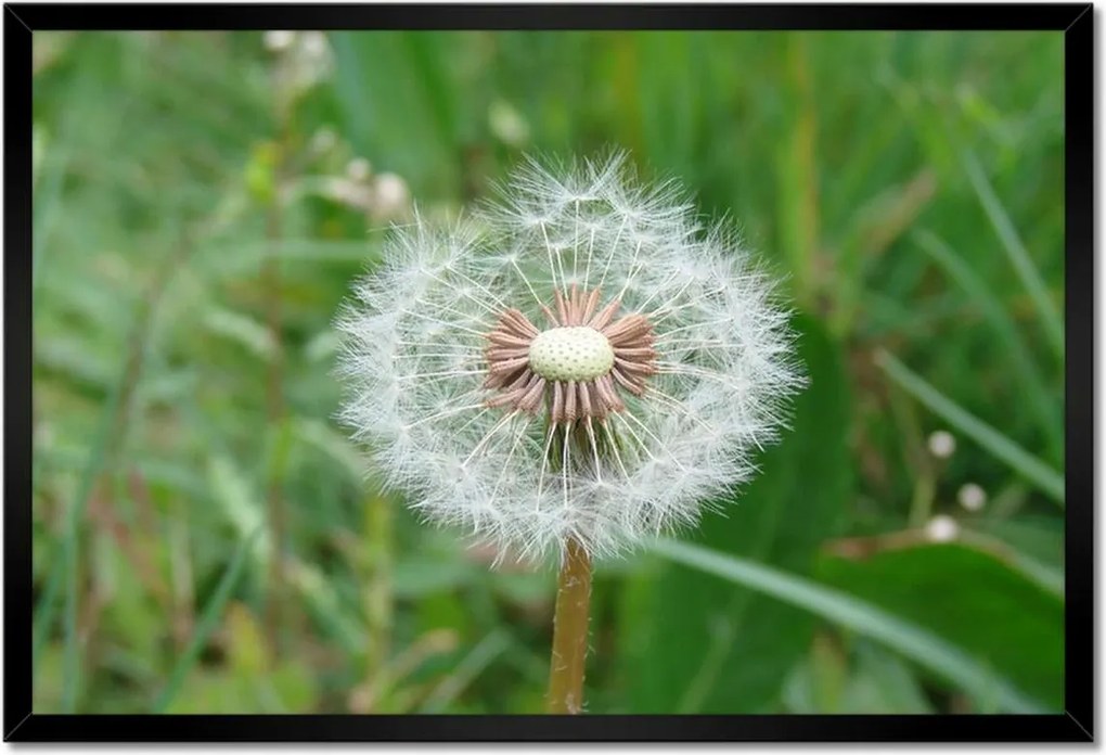 Poszterek keretben 60x40 Pitypang Virág Virágok