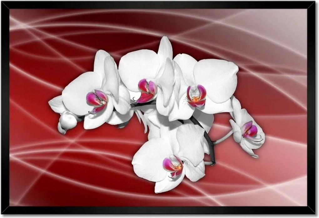 Poszterek keretben 60x40 Orchidea virágok