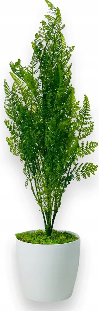 Művirág cserépben, Ciprus Tuja, műfenyő irodába, 75 cm