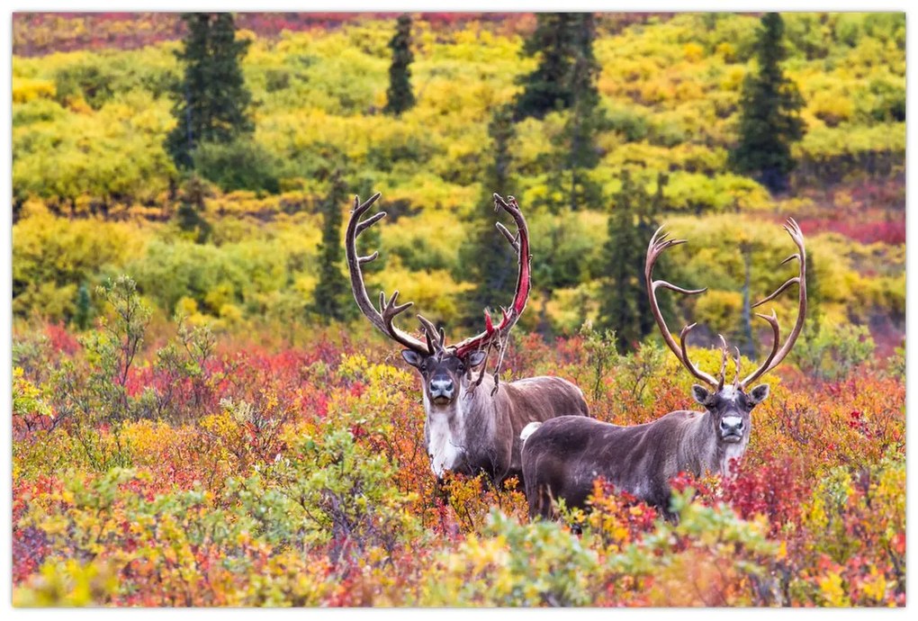 Kép - Caribou, Alaszka (90x60 cm)