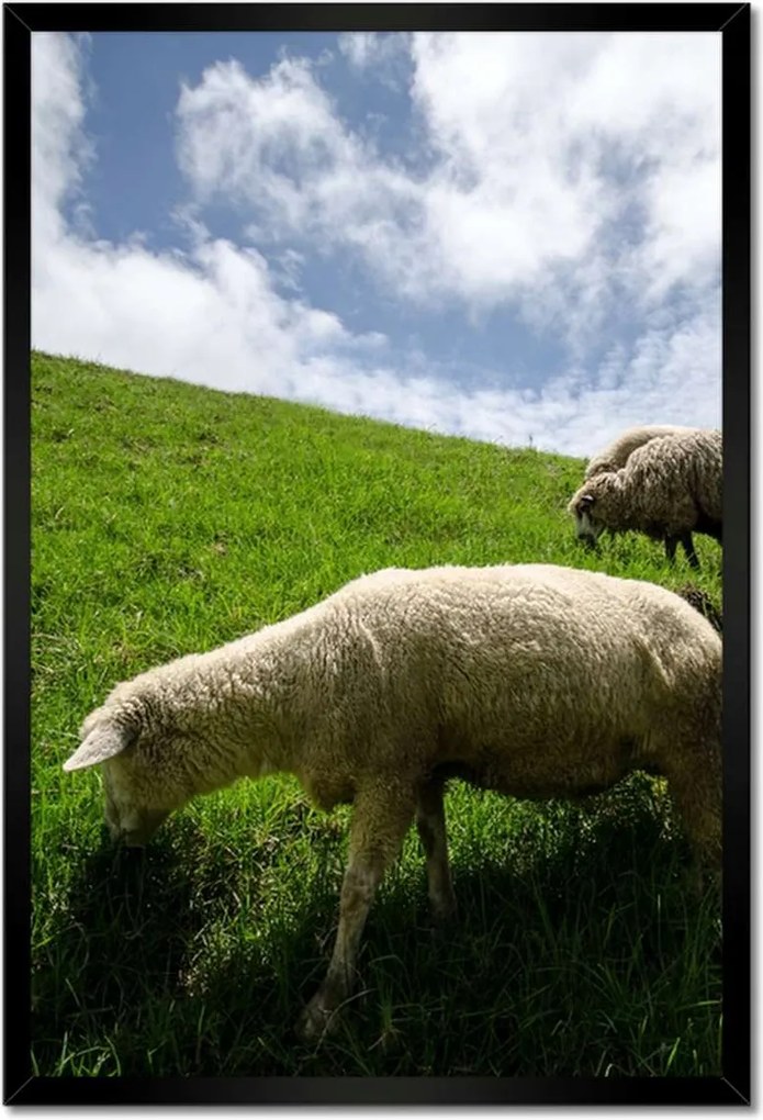 Poszterek keretben 40x60 Juhok a legelőn