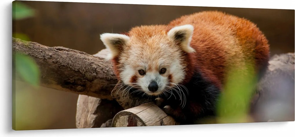 Vörös panda képe (120x50 cm)
