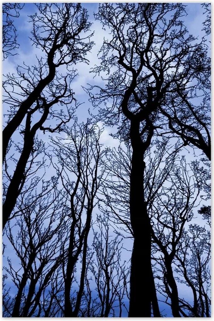 Poszterek 80x120 Erdő Fák Kilátás alulról