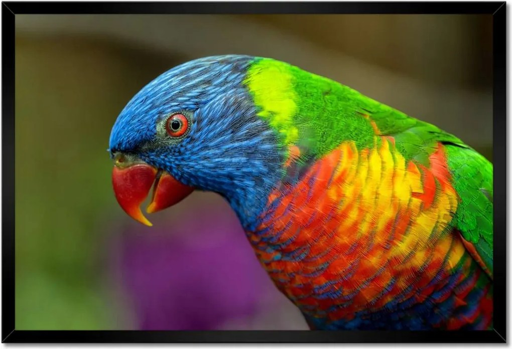 Poszter keretben 60x40 Papagájok Madarak