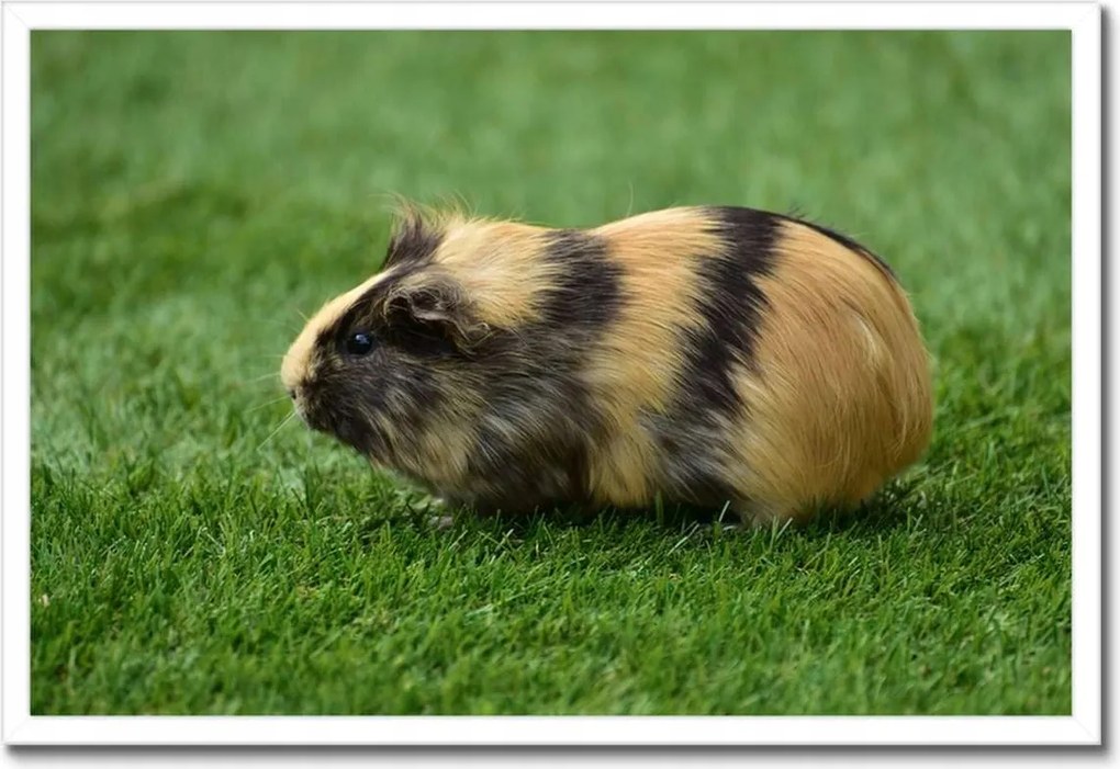 Poszter keretben 60x40 Tengerimalac