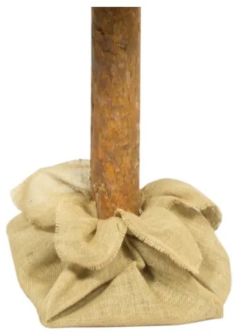 Karácsonyfa törzzsel, 180 cm magas fenyő