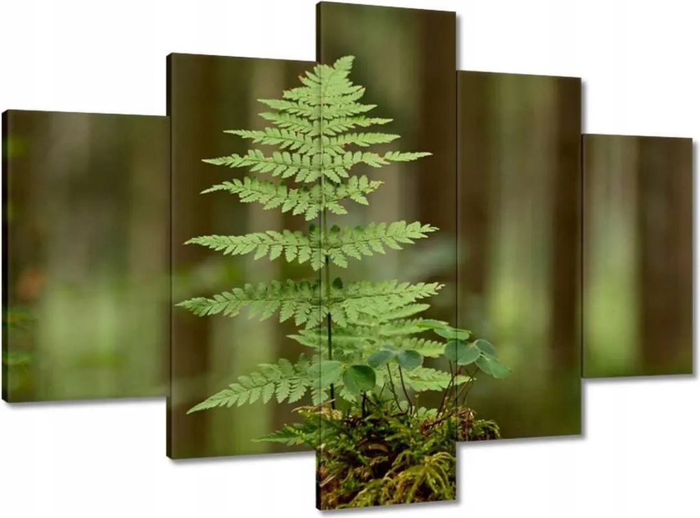 Festmények 150x105 Páfrány