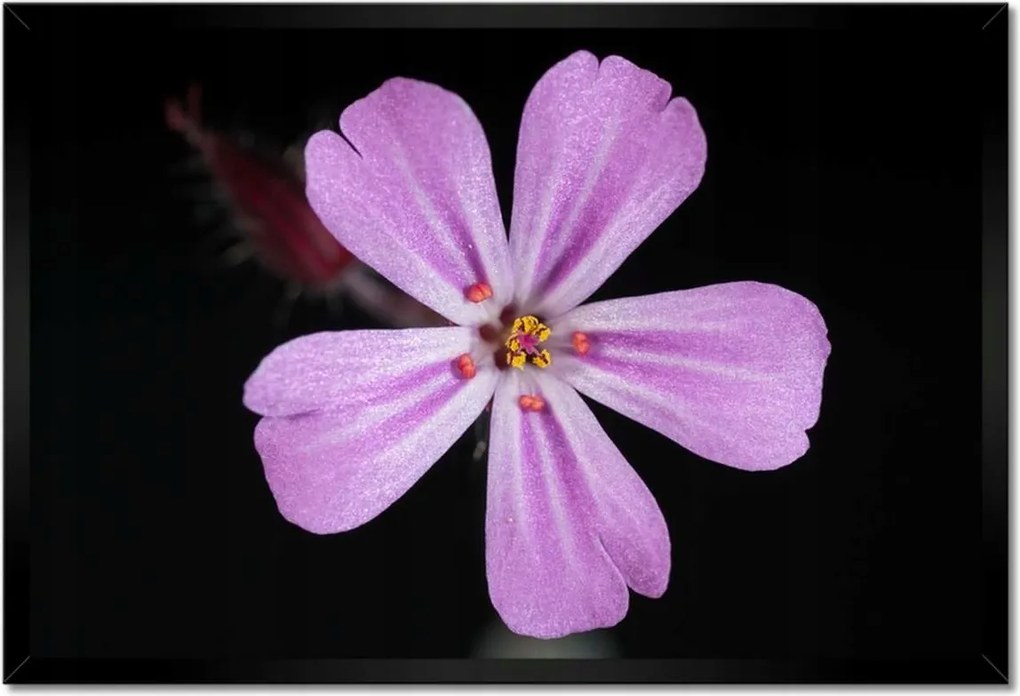 Poszterek keretben 60x40 Nőnap Ajándék Love