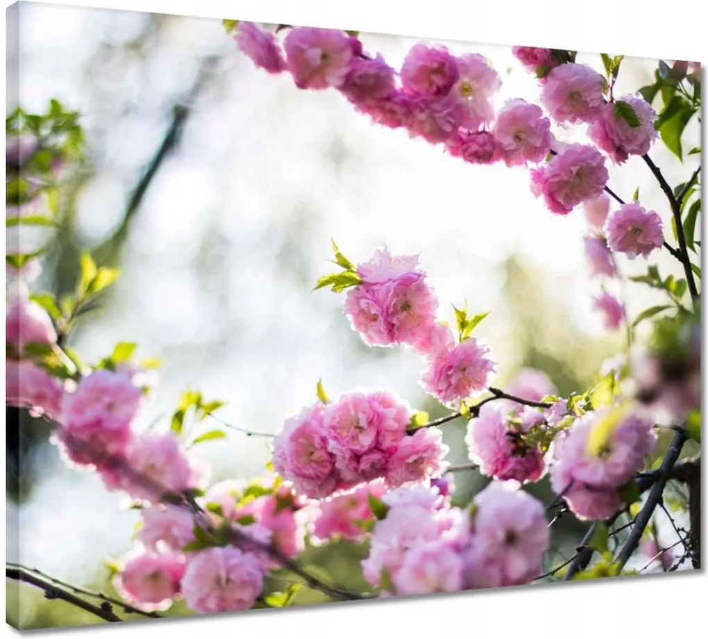 Vászonkép 50x40 Rózsaszín virágok Gyönyörű