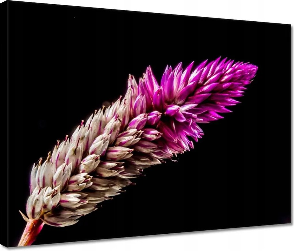 Vászonkép 40x30 Lila