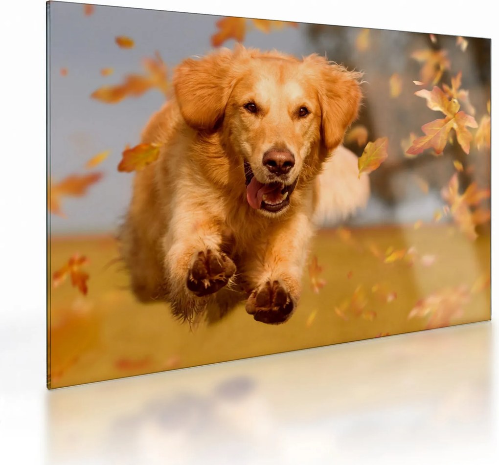 Üveg kép - Golden Retriever (70x50 cm)