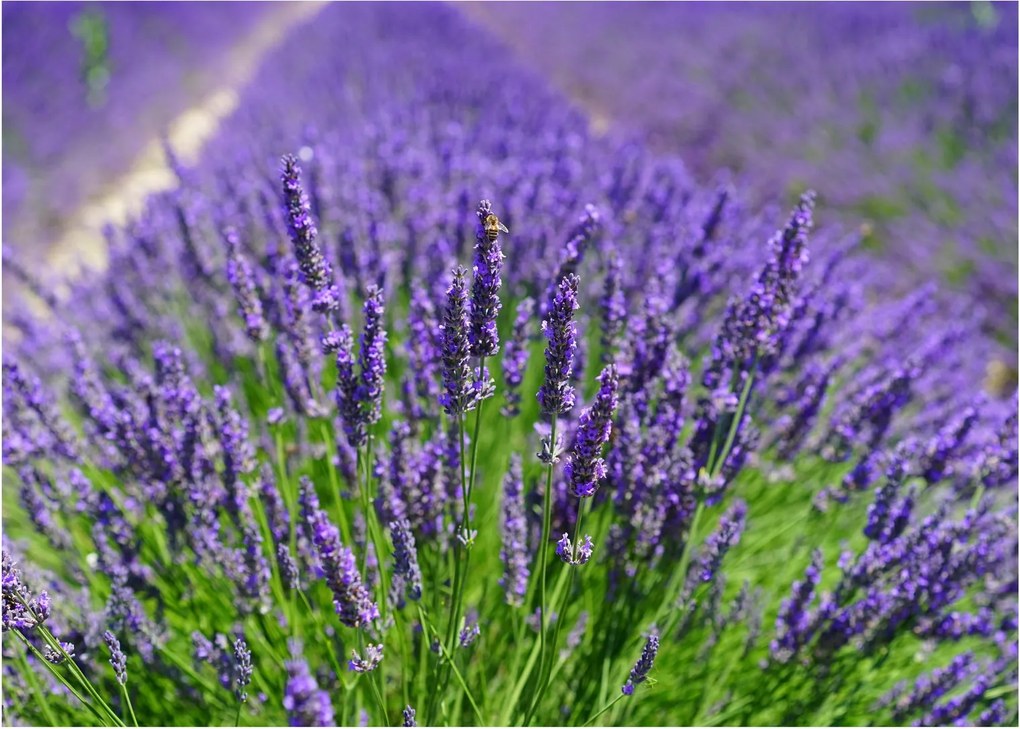 Kép - levandula (70x50 cm)
