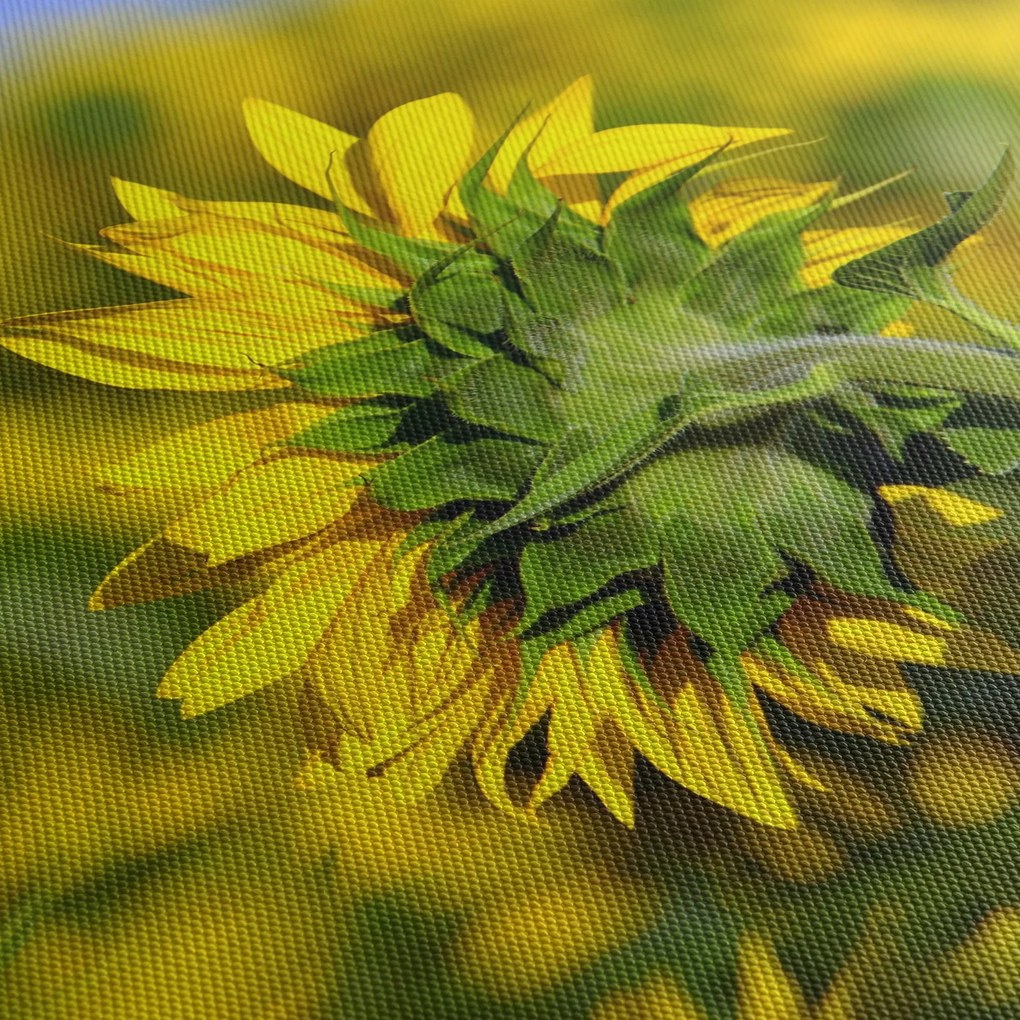 Napraforgó képe (90x60 cm)