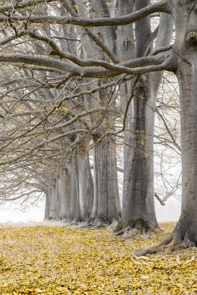Poszter 30x45cm Fák egy sorban sárga levelek, Assaf Frank