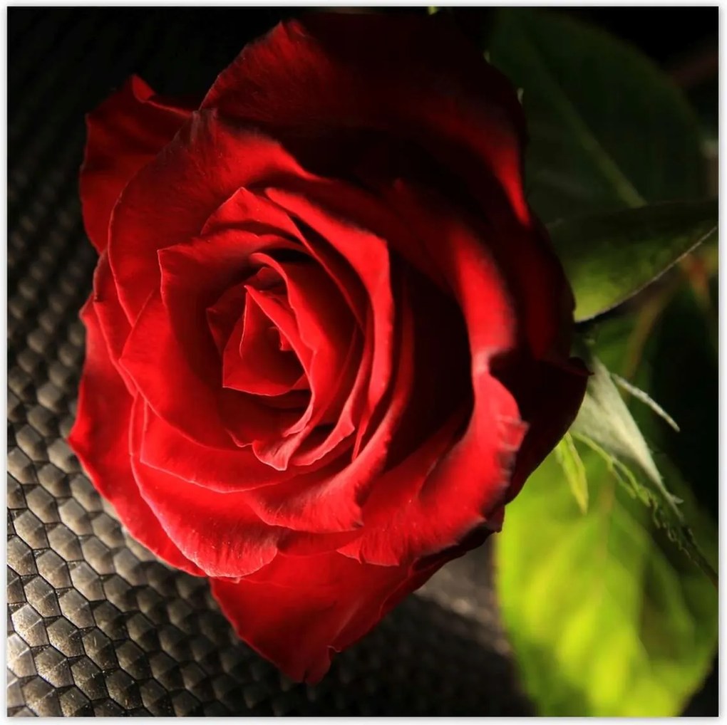 Poszterek 100x100 Vörös rózsa levelekkel