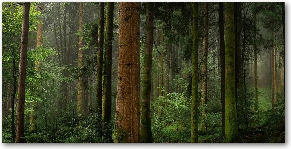 Fotó kép edzett üveg Köd az erdőben 140x70