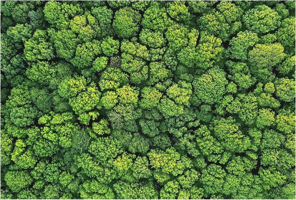 Dekoratív fotótapéta falra Egyszerű szerelés Erdei panoráma 104x70 Ragasztó