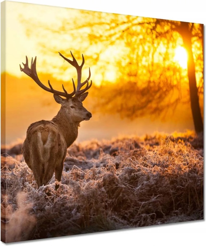 Vászonkép 40x40 Szarvas naplementekor