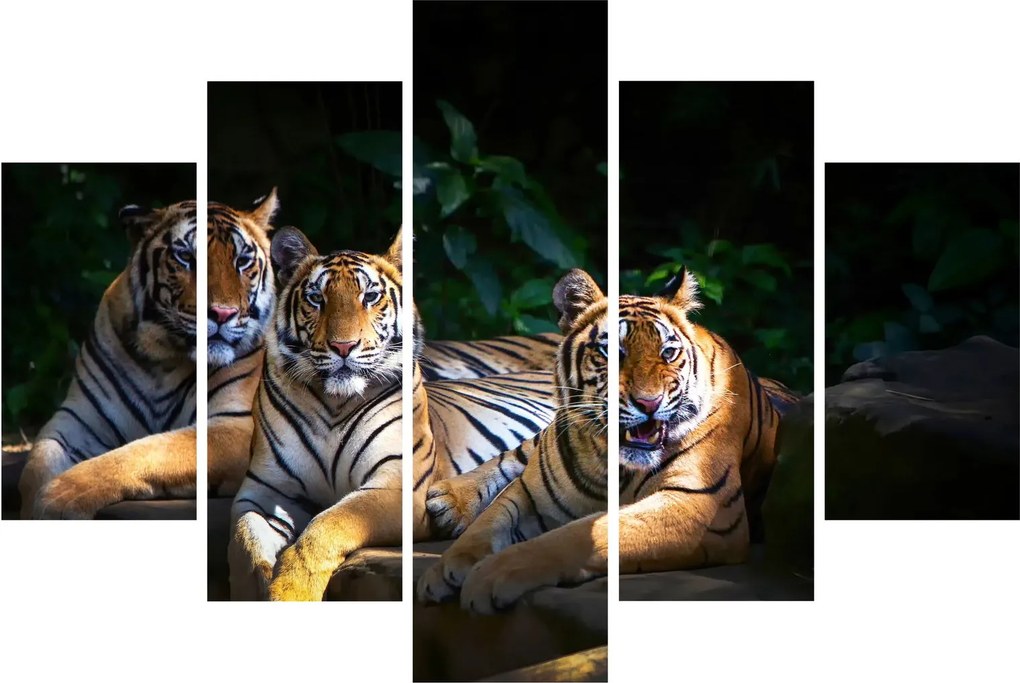 Kép - Tigris testvérek (150x105 cm)