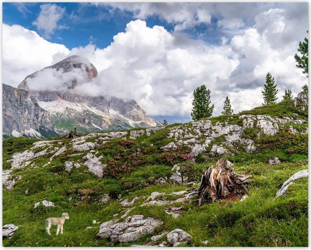 Poszterek 50x40 Bárány a hegyekben Kilátás