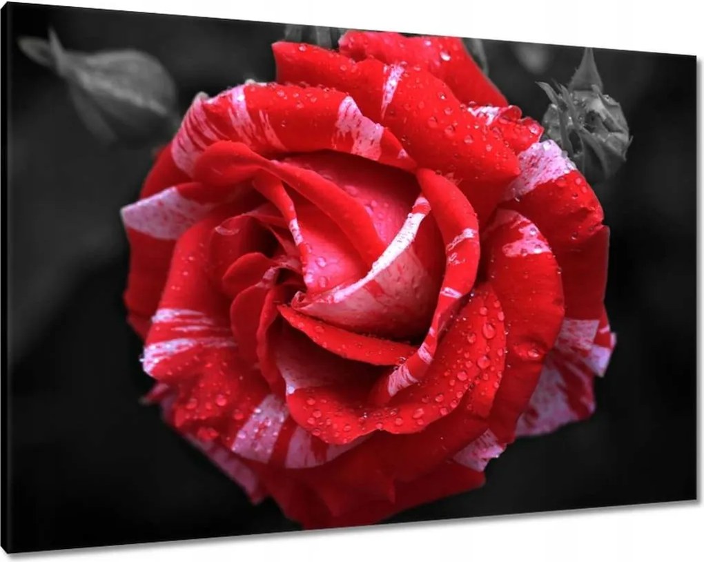 Vászonkép 100x70 Fehér-piros rózsa