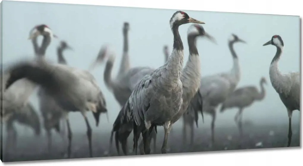 Képek 115x55 Darvak a ködben