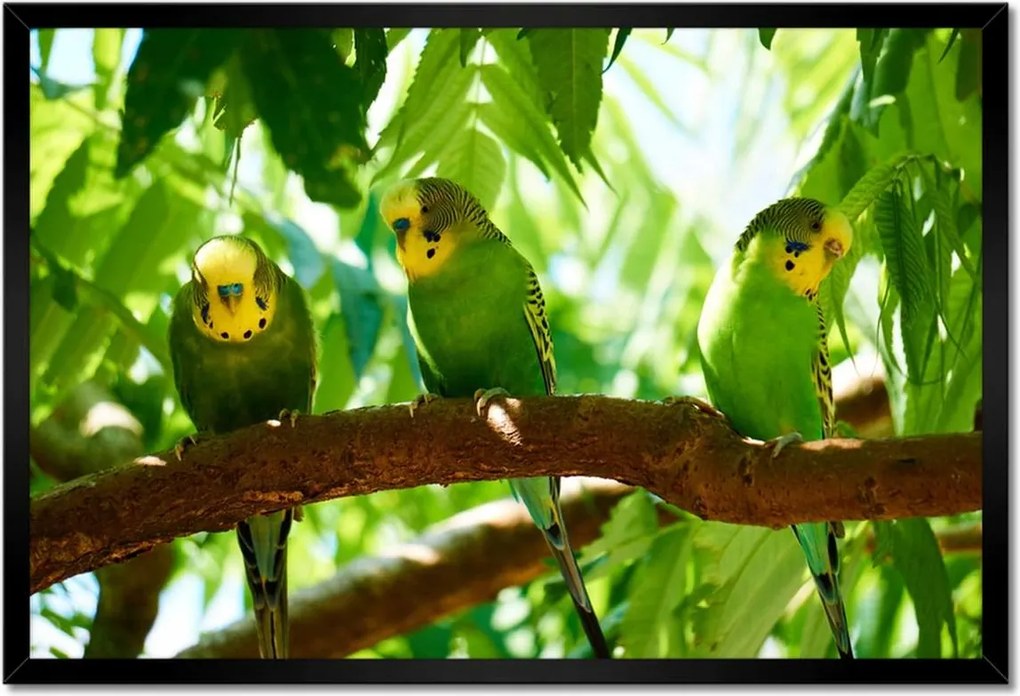 Poszter keretben 60x40 Papagájok Madarak