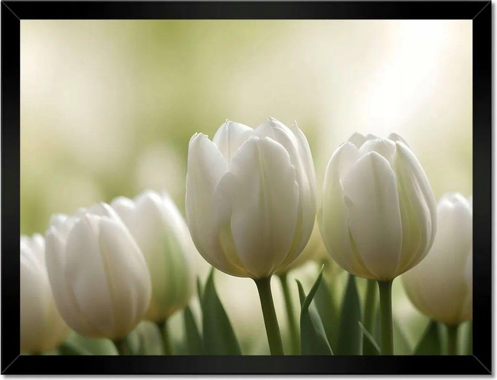 Poszter keretben 40x30 Fehér tulipánok