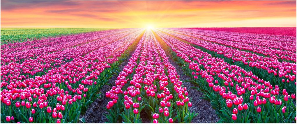 Tulipán mező és a nap képe (120x50 cm)