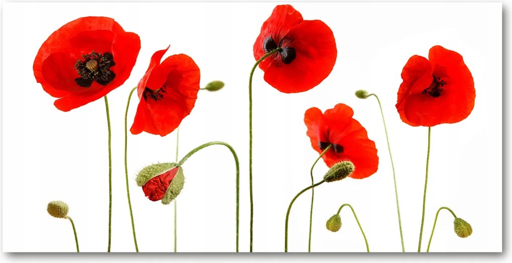 Fotó kép edzett üveg Pipacsok 140x70