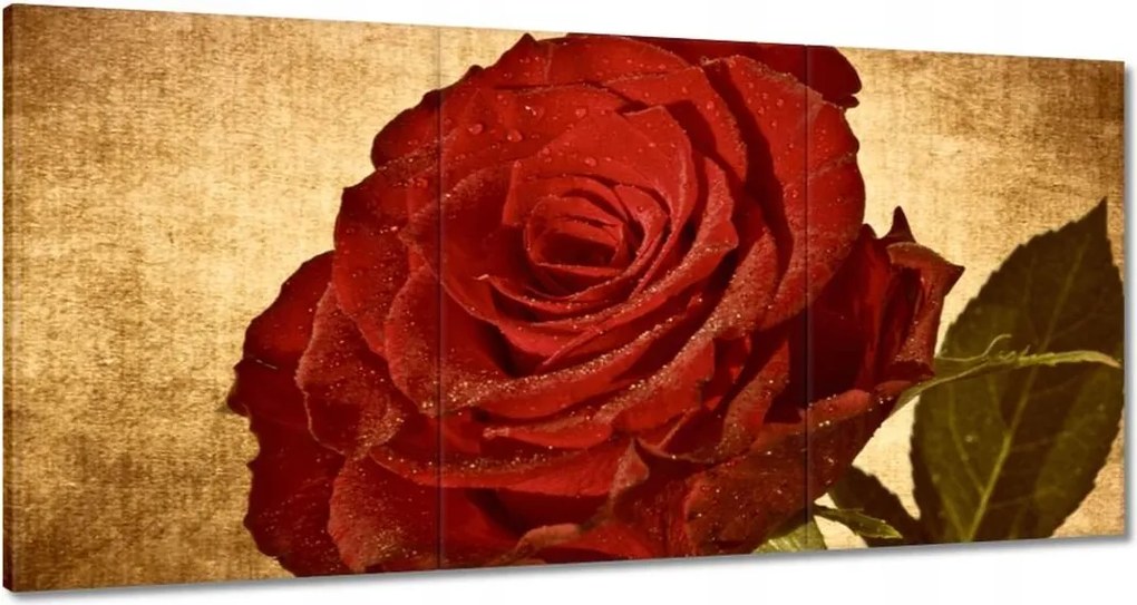 Festmények 180x90 Rózsa a háttérben szépia