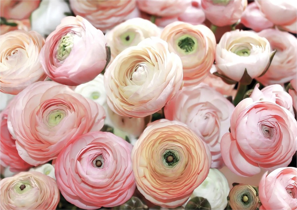 Flizelin fotótapéta Rózsa és boglárka Virágos elegancia 312x219 +ragasztó