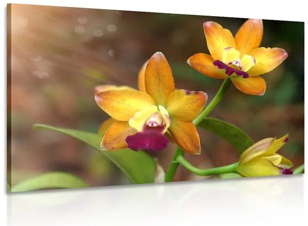 Kép narancssárga orchidea