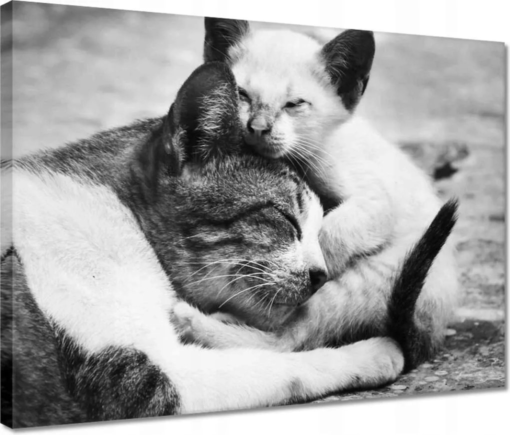 Vászonkép 40x30 Cica Cicák Macskák