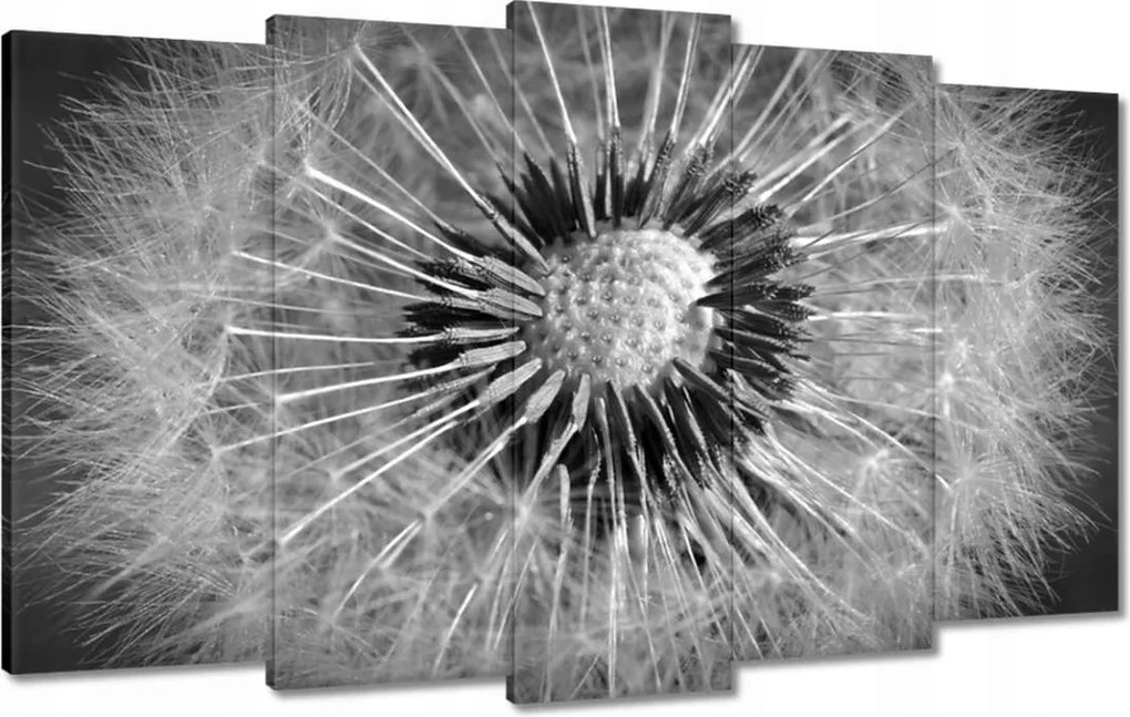 Vászonkép 100x60 Pitypang Virág Virágok