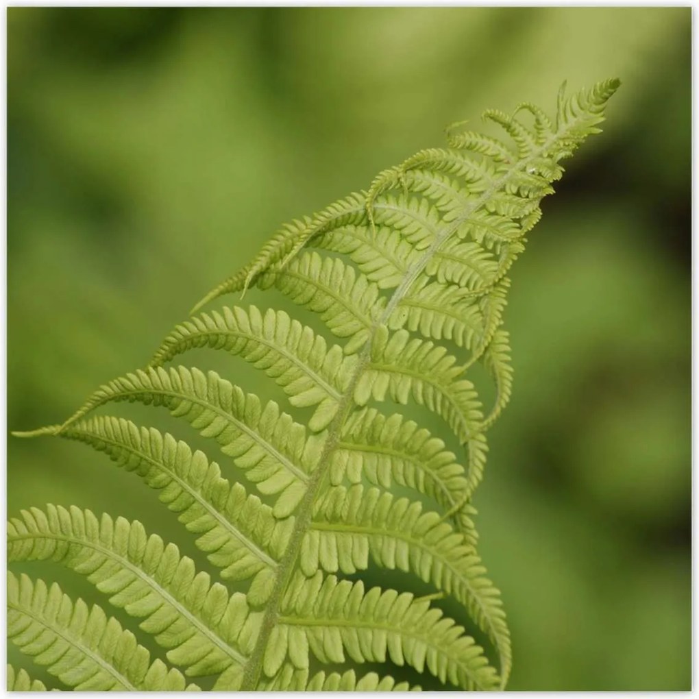 Poszterek 30x30 Páfrányok Erdő Zöld levél