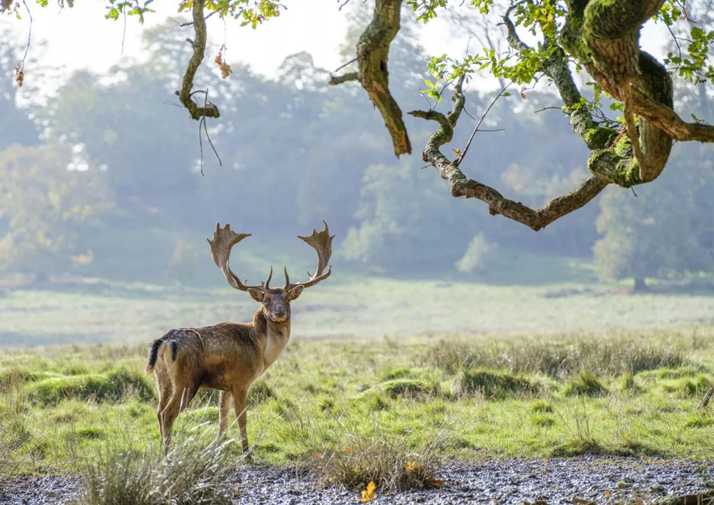 Poszter 59,4x42cm Szarvas a fa alatt, Assaf Frank