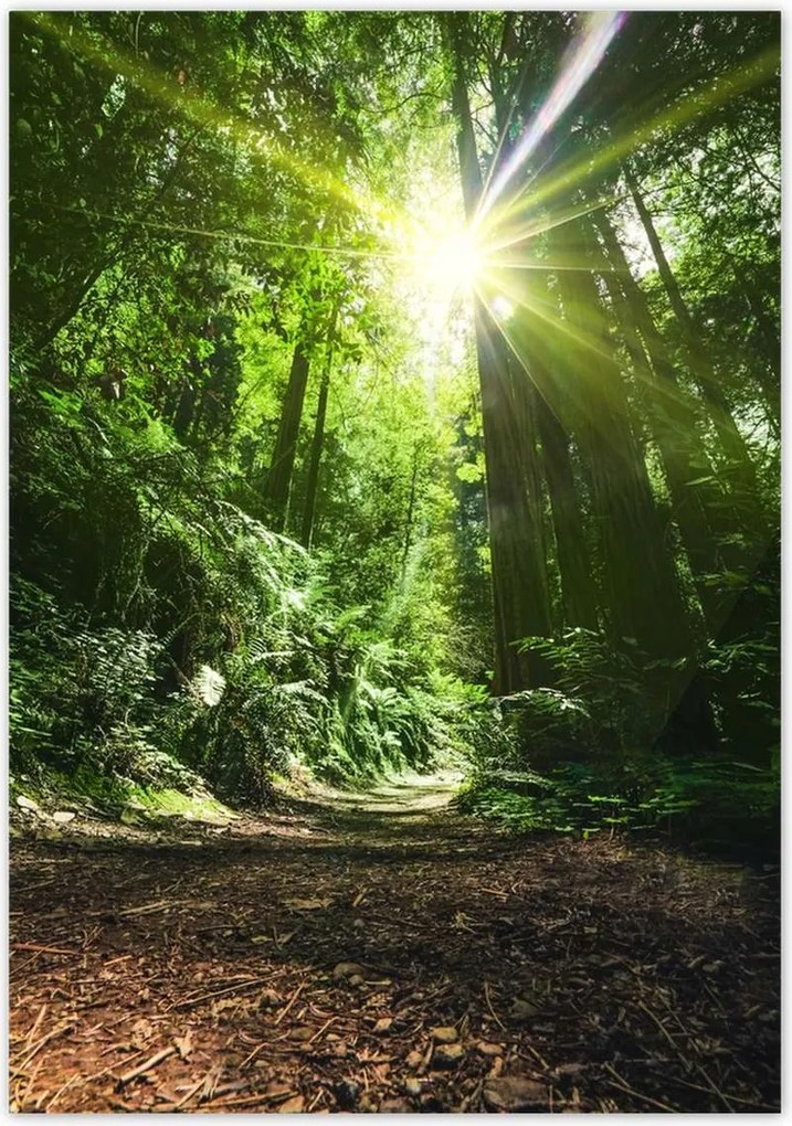 Poszterek 70x100 Varázslatos erdő Tájkép