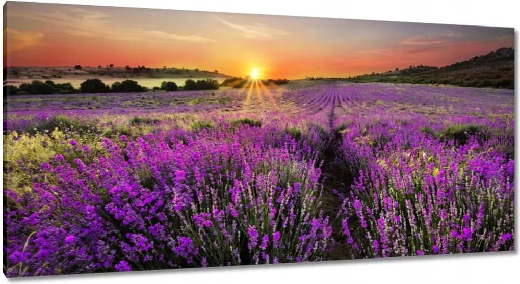 Vászonkép 115x55 Levendula rét