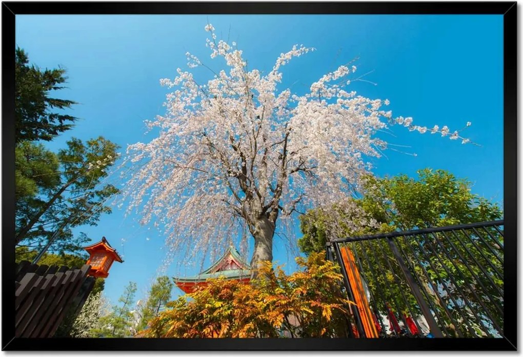 Poszterek keretben 60x40 Virágzó cseresznye