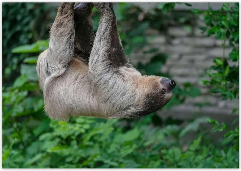 Poszterek 100x70 Lajhár lustaság közben