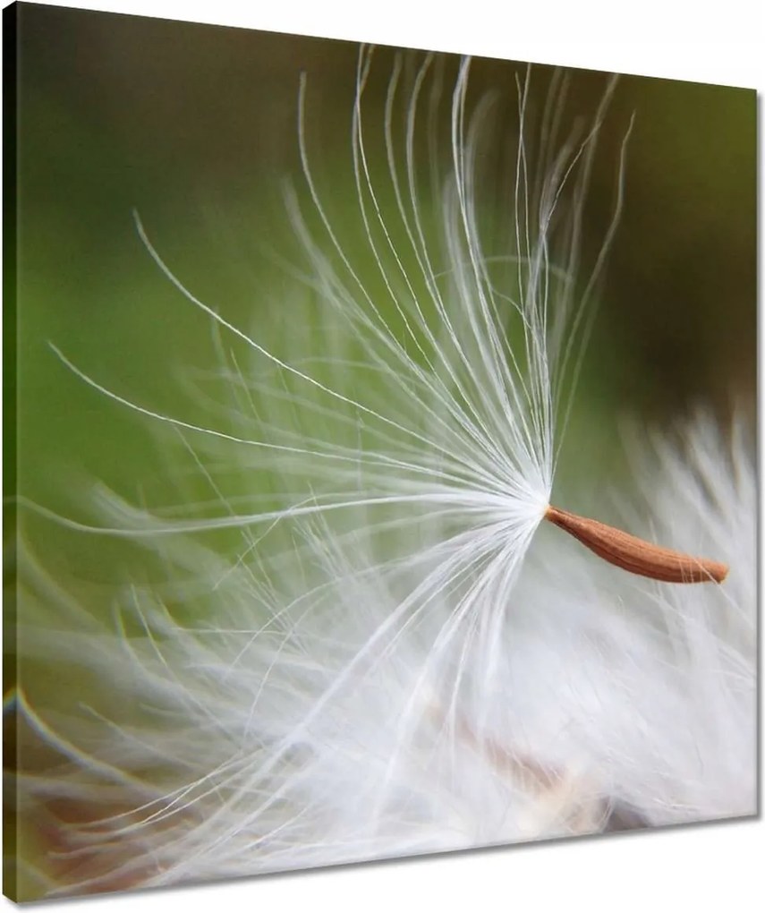 Vászonkép 50x50 Pitypang Virág Virágok