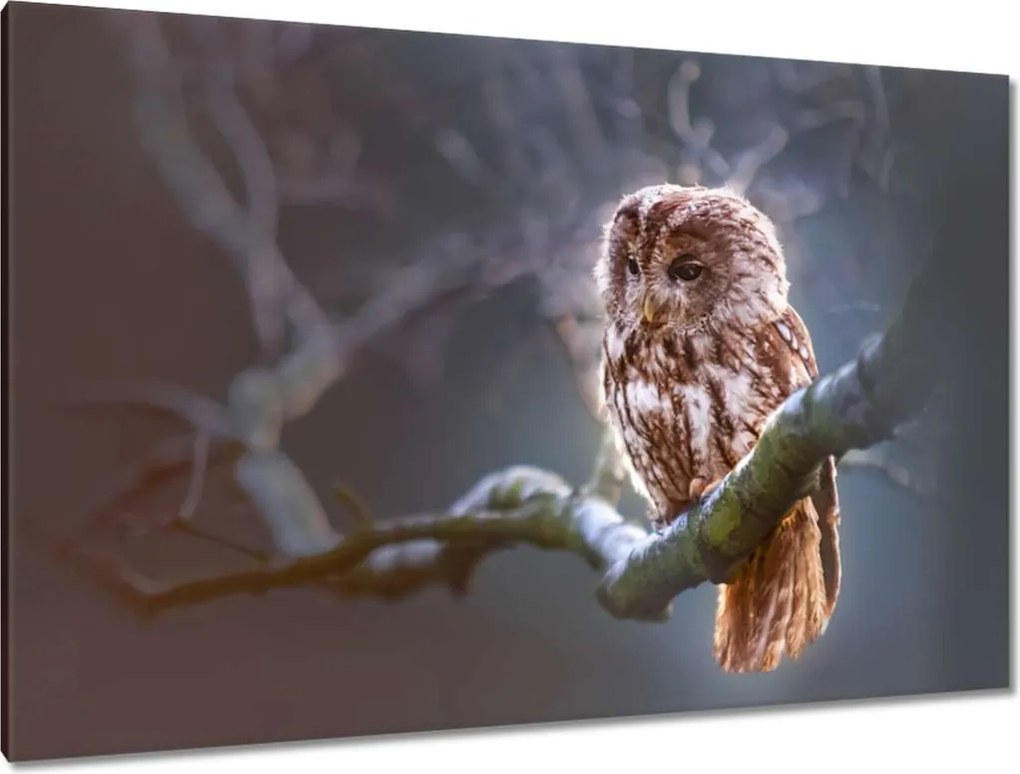 Vászonkép 120x80 Bagoly az ágon Ragadozó