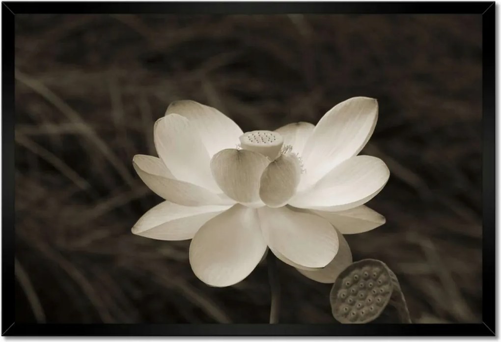 Poszter keretben 60x40 Lótusz lótuszvirág