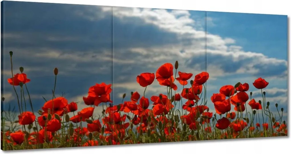 Vászonkép 60x30 Pipacs Virágok
