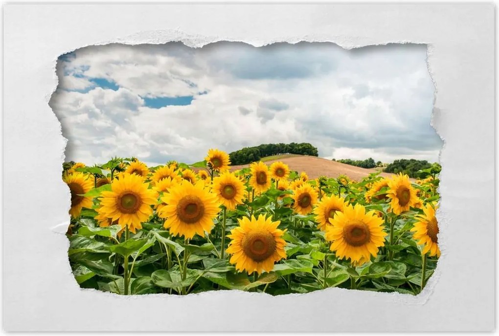 Poszterek 90x60 Tájkép napraforgókkal