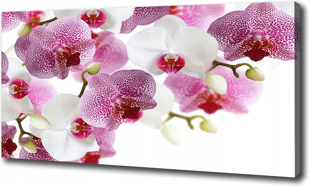 Canvas falikép Orchidea 120x60 cm