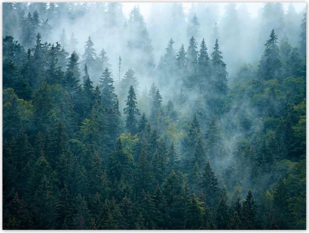 Poszterek 40x30 Erdő a ködben Utazás