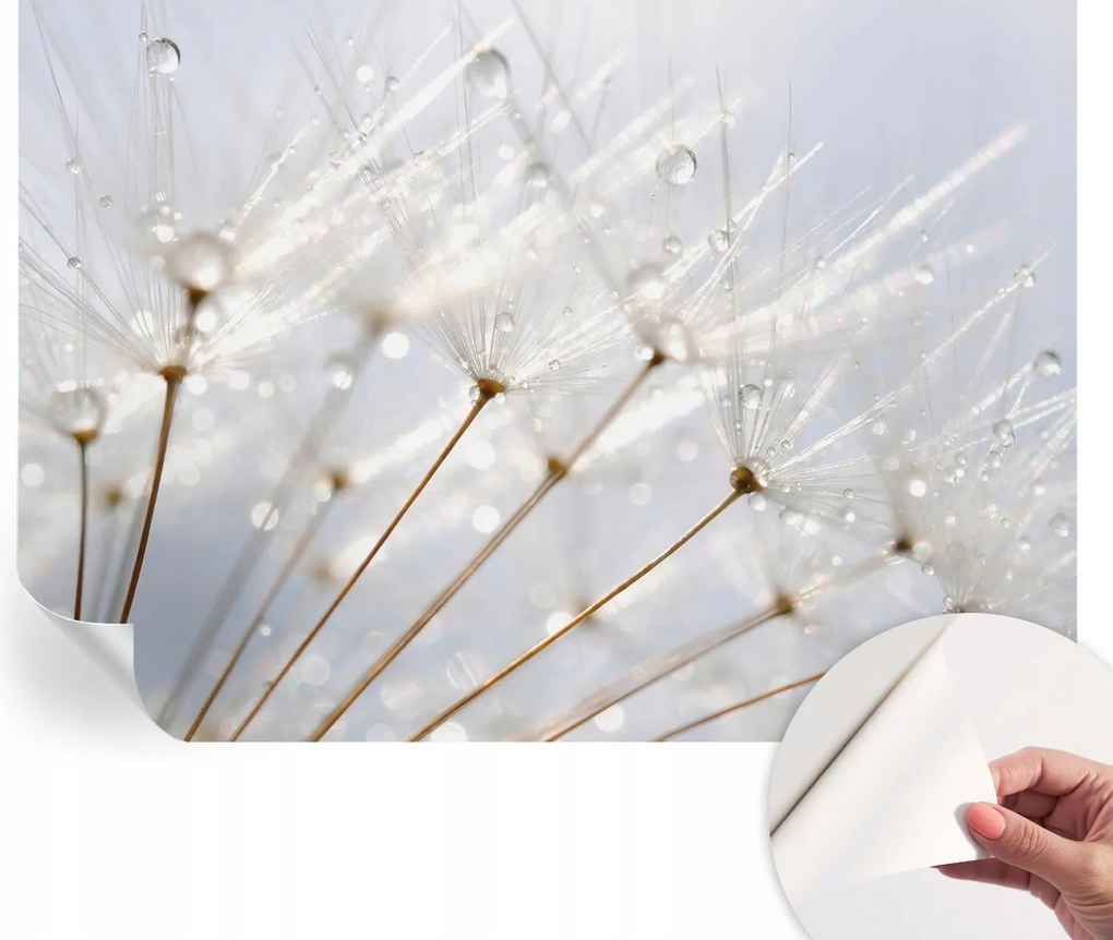 Dekoratív öntapadós fotótapéta Rosa pitypang irodába 208x146 cm